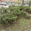 Всероссийский субботник в Архангельском 5 Всероссийский субботник в Архангельском 5